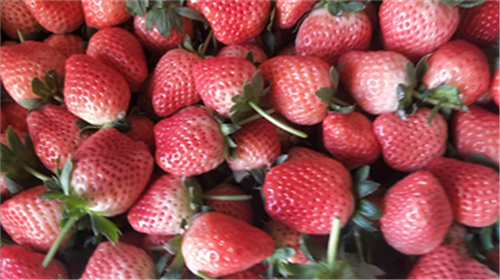 宣称丹东草莓实则江苏发货 多地调查草莓“调包术”